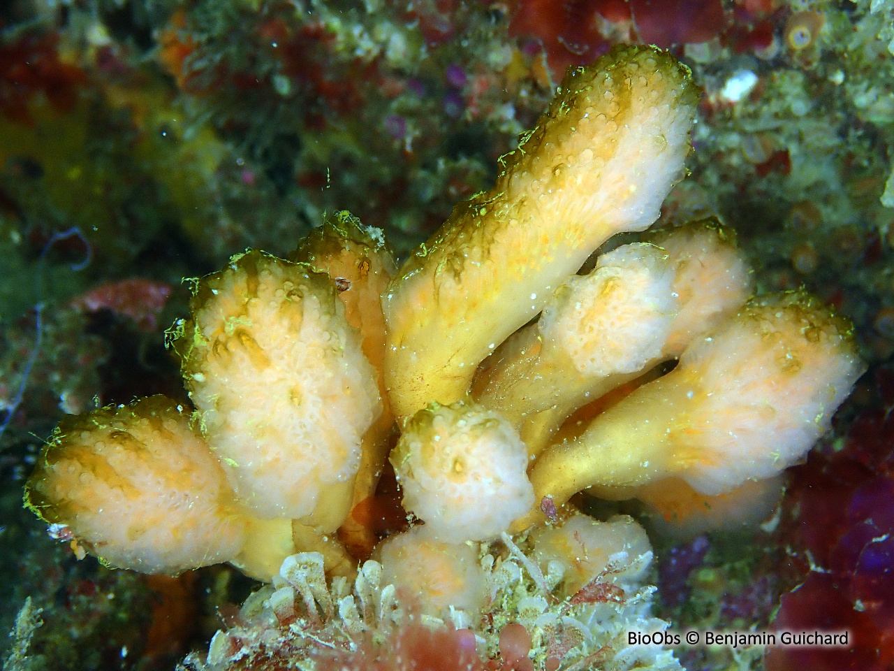 Flocon pédonculé blanc - Aplidium pallidum - Benjamin Guichard - BioObs