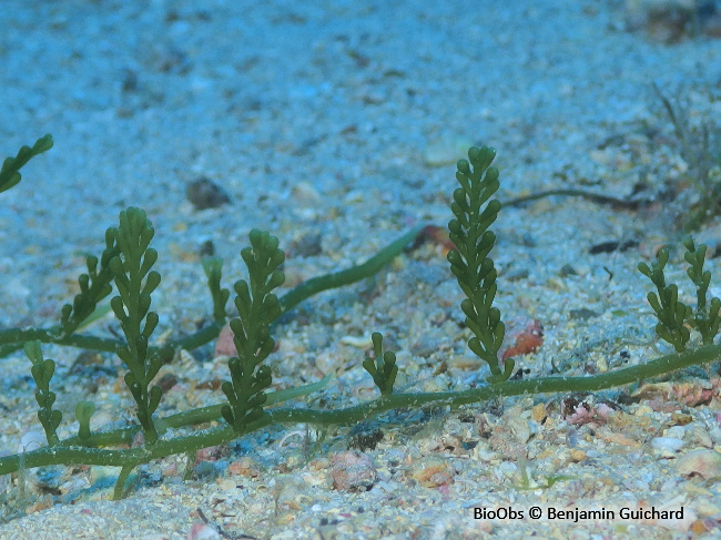 Caulerpe cylindracée - Caulerpa cylindracea - Benjamin Guichard - BioObs