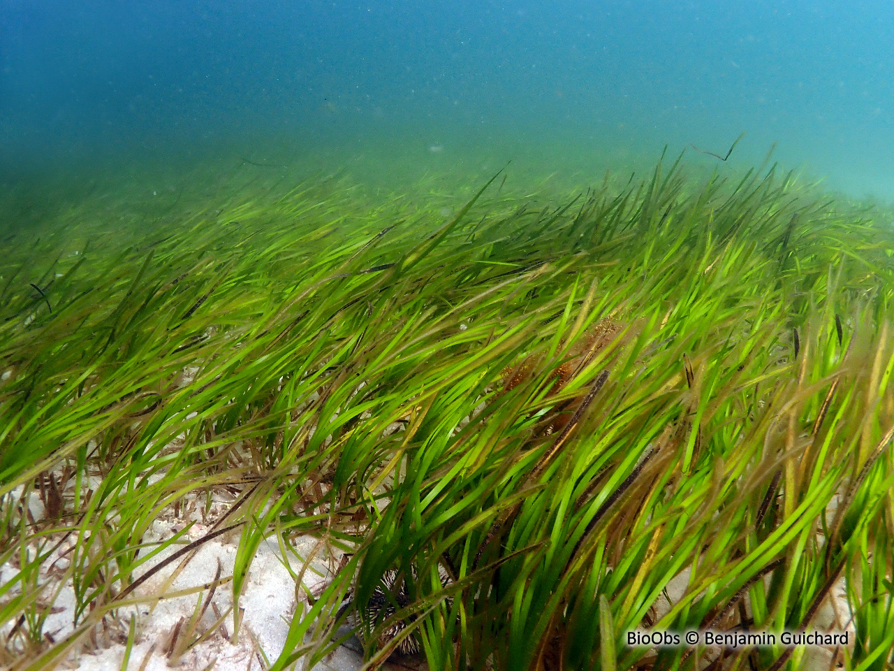 Zostère marine - Zostera (Zostera) marina