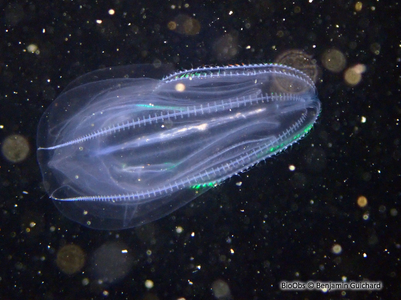 Mnemiopsis - Mnemiopsis leidyi - Benjamin Guichard - BioObs
