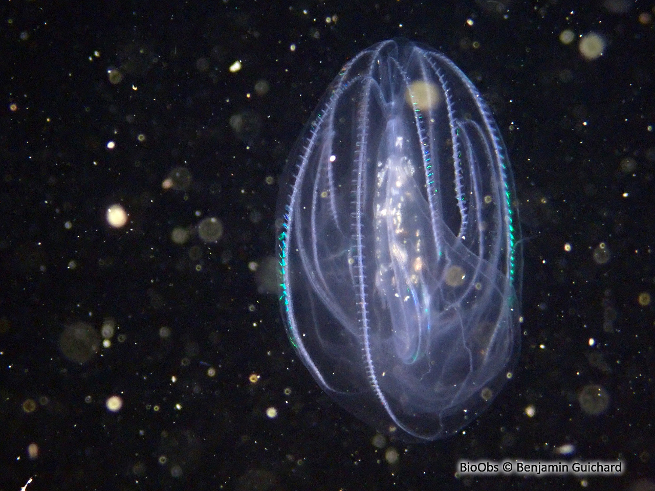 Mnemiopsis - Mnemiopsis leidyi - Benjamin Guichard - BioObs