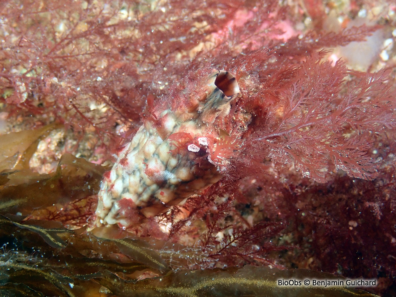 Ascidie japonaise - Styela clava - Benjamin Guichard - BioObs