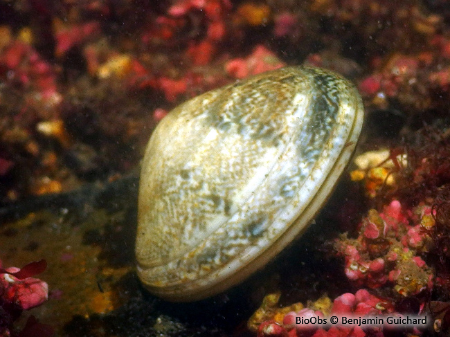 Palourde croisée japonaise - Ruditapes sp. - Benjamin Guichard - BioObs