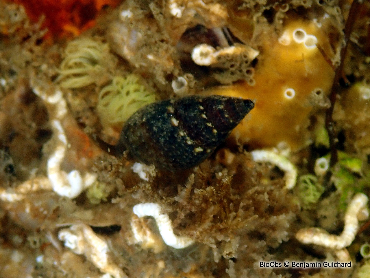 Tritia corniculum - Tritia corniculum - Benjamin Guichard - BioObs