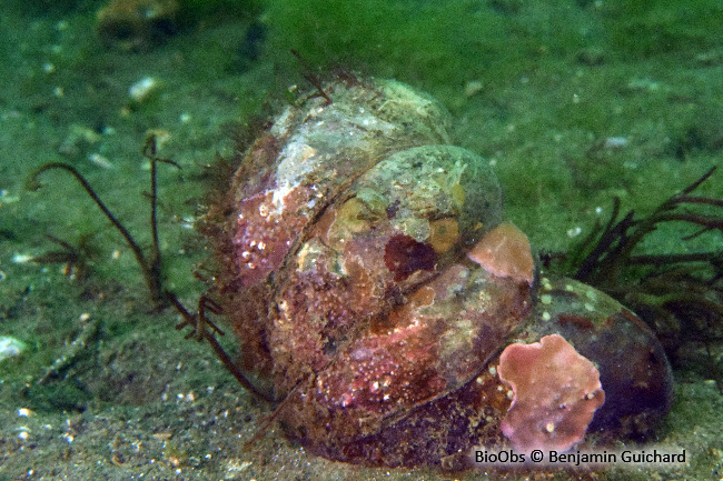 Crépidule - Crepidula fornicata - Benjamin Guichard - BioObs