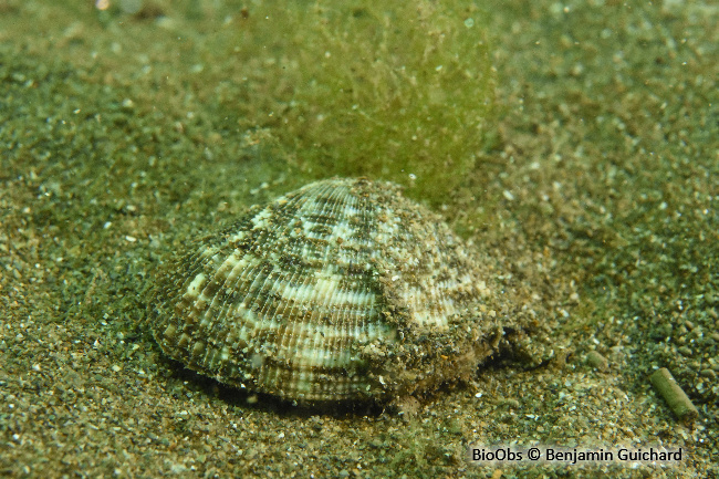 Palourde croisée japonaise - Ruditapes sp. - Benjamin Guichard - BioObs
