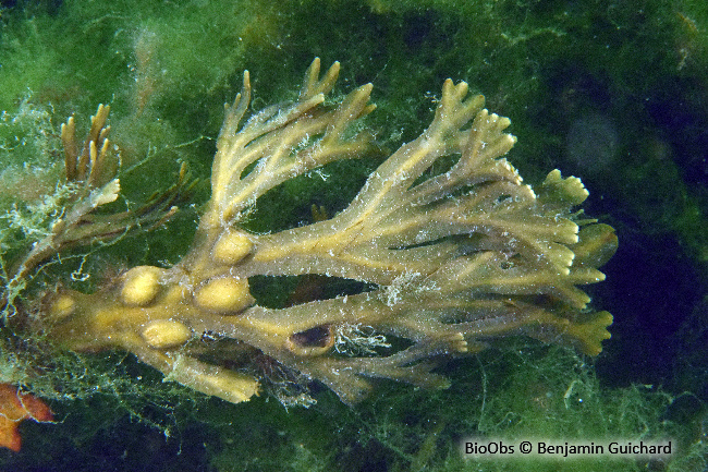 Fucus vésiculeux - Fucus vesiculosus Fucus vésiculeux - Fucus vesiculosus