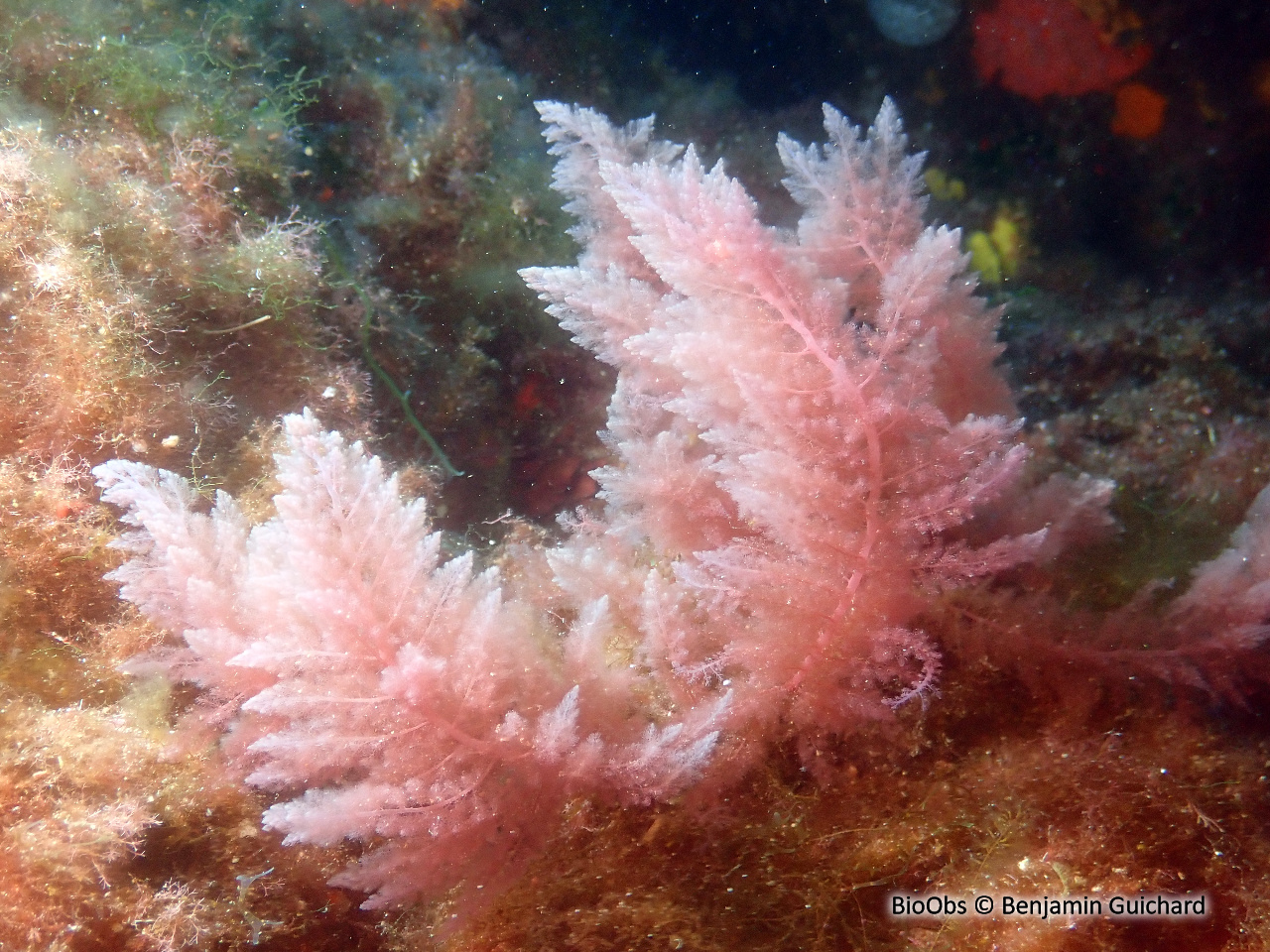Algue chevelue rouge - Asparagopsis taxiformis - Benjamin Guichard - BioObs
