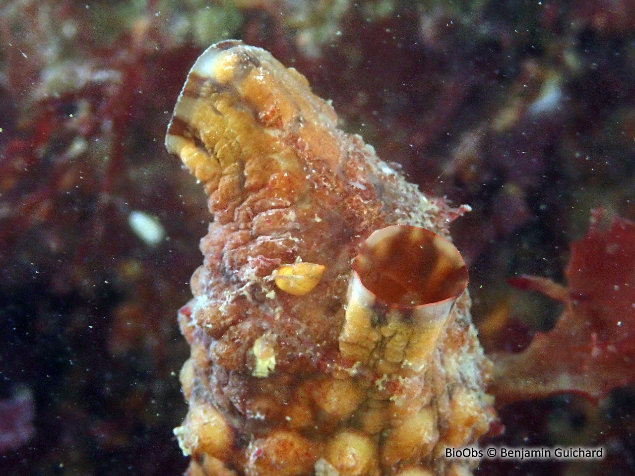 Ascidie japonaise - Styela clava - Benjamin Guichard - BioObs