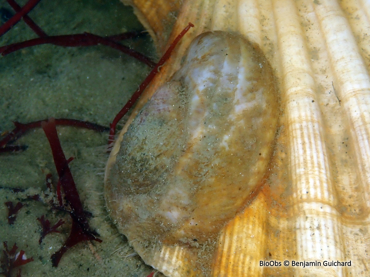 Crépidule - Crepidula fornicata - Benjamin Guichard - BioObs