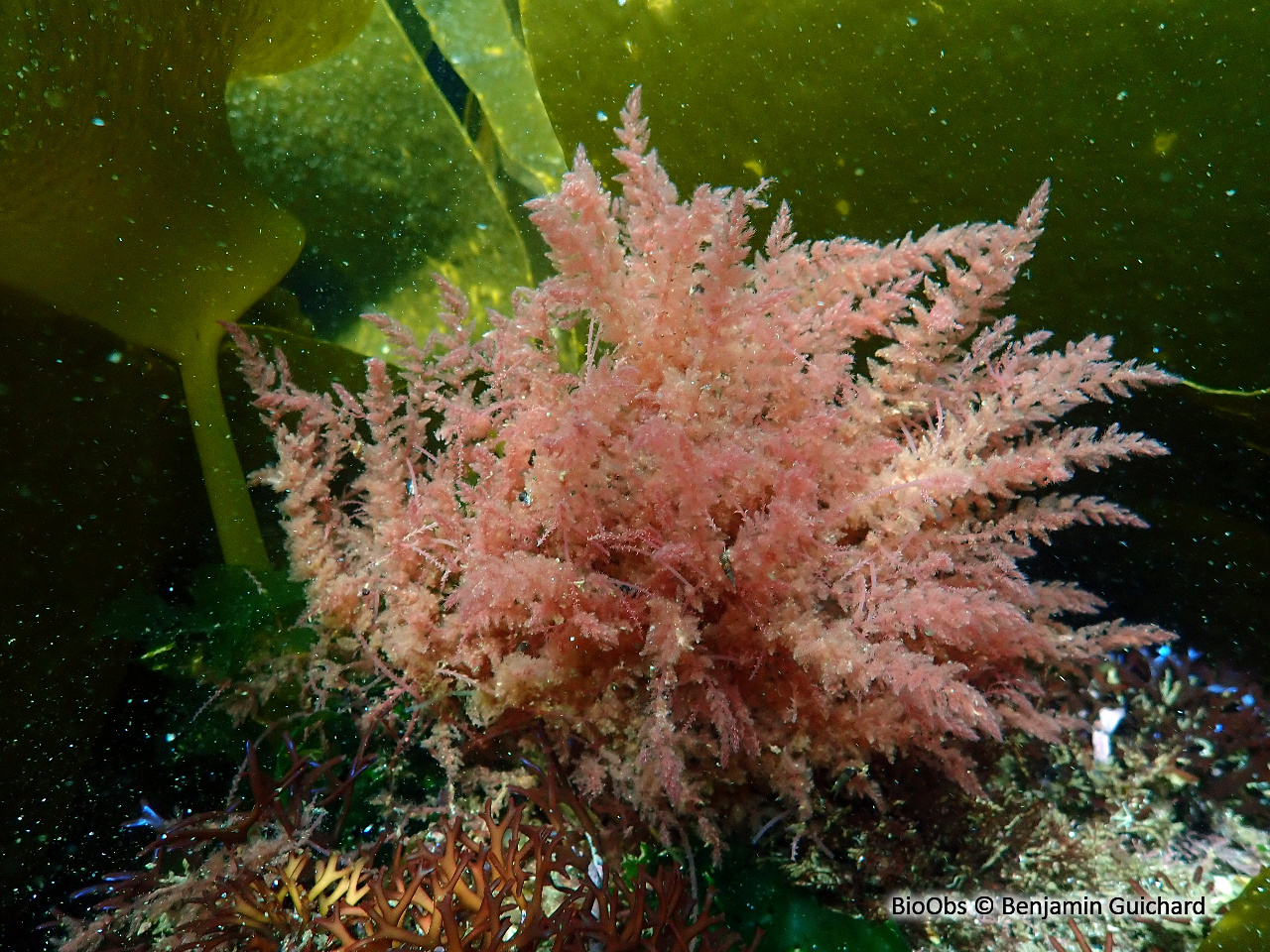 Algue à crochets - Asparagopsis armata - Benjamin Guichard - BioObs