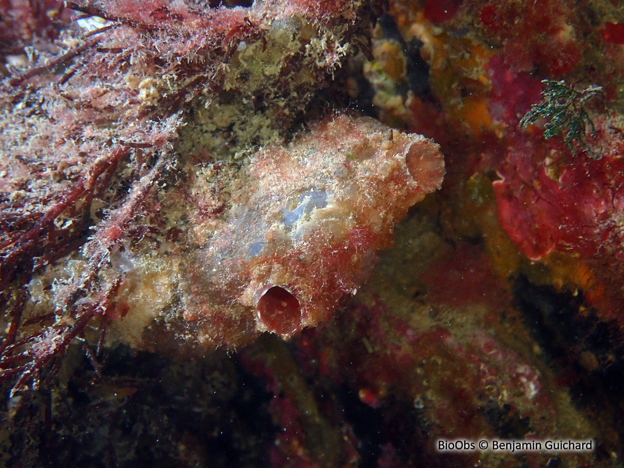 Ascidie sale - Ascidiella aspersa - Benjamin Guichard - BioObs