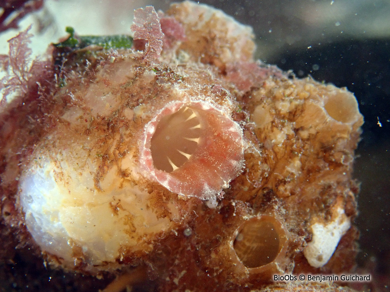 Ascidie sale - Ascidiella aspersa - Benjamin Guichard - BioObs
