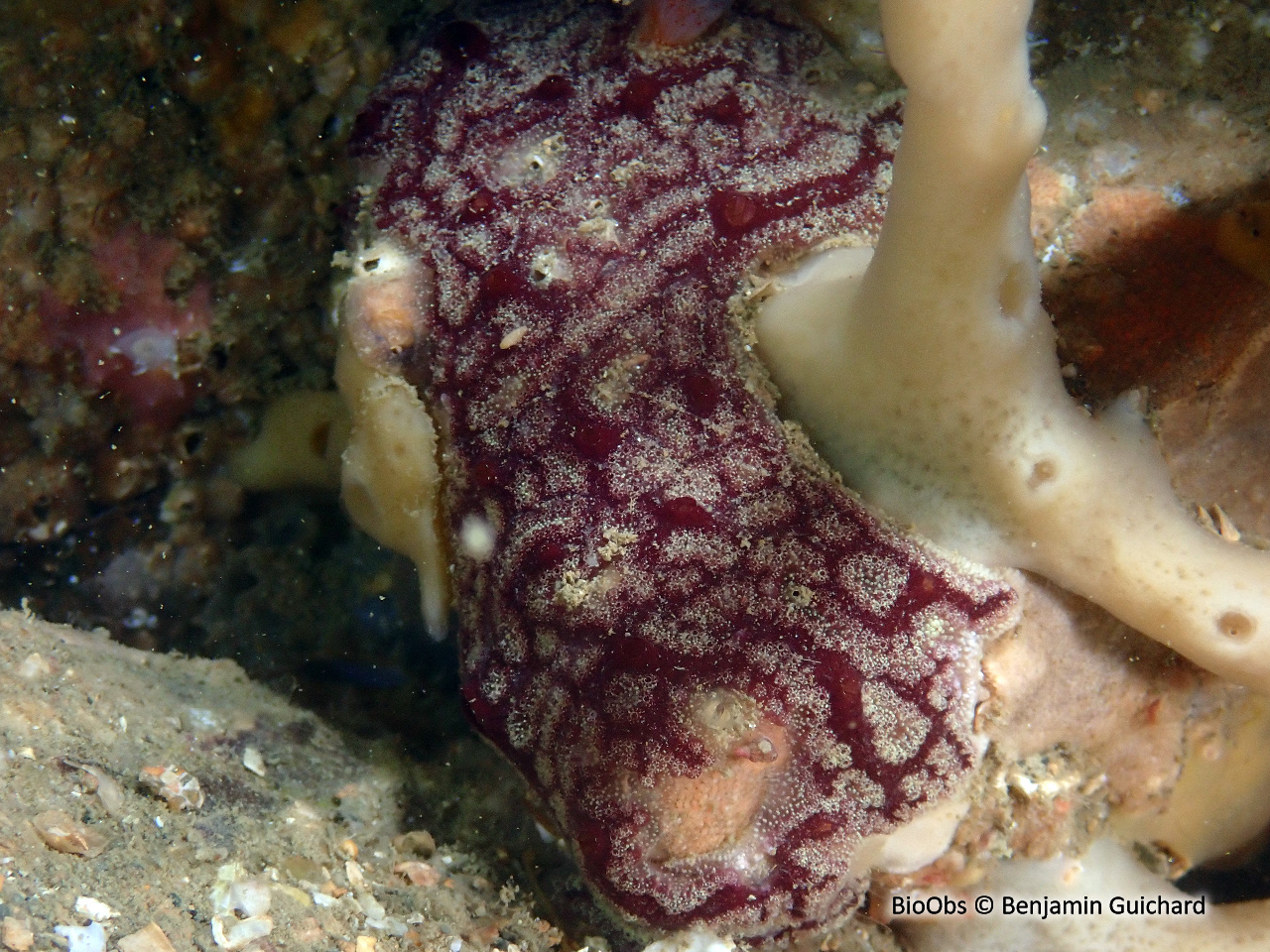 Botrylle violet - Botrylloides violaceus - Benjamin Guichard - BioObs