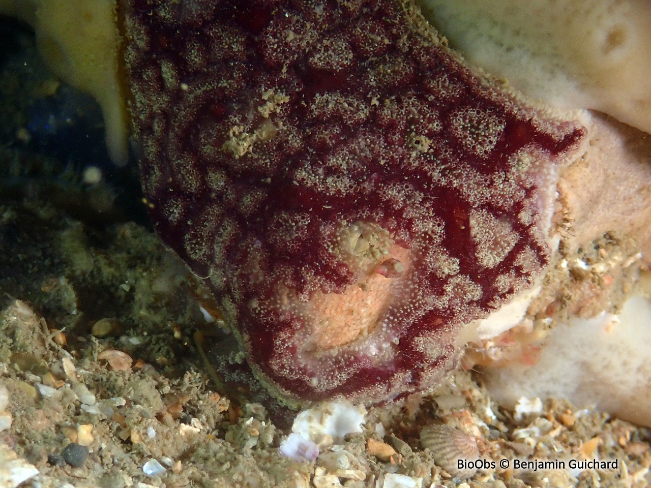 Botrylle violet - Botrylloides violaceus - Benjamin Guichard - BioObs