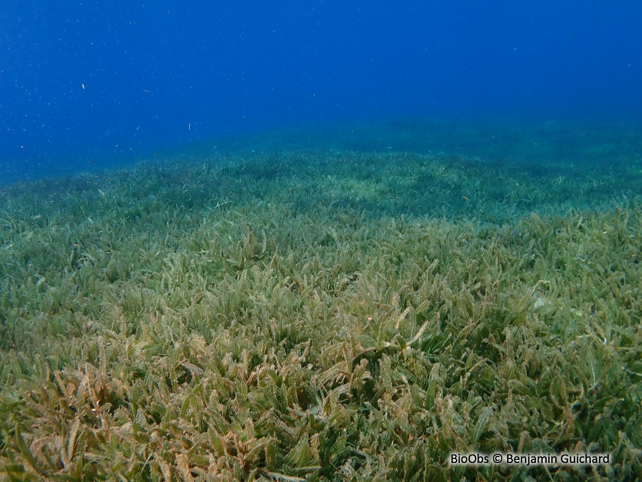 Halophile stipulée - Halophila stipulacea - Benjamin Guichard - BioObs