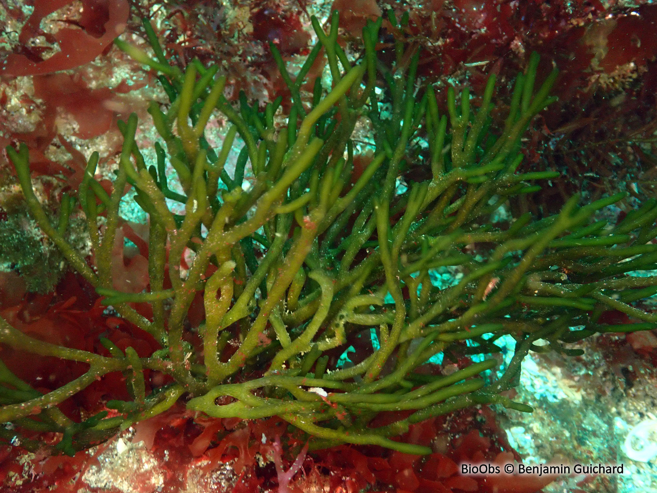 Codium fragile - Codium fragile - Benjamin Guichard - BioObs