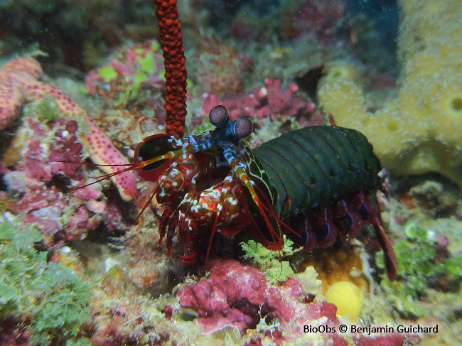 Mante de mer paon - Odontodactylus scyllarus - Benjamin Guichard - BioObs