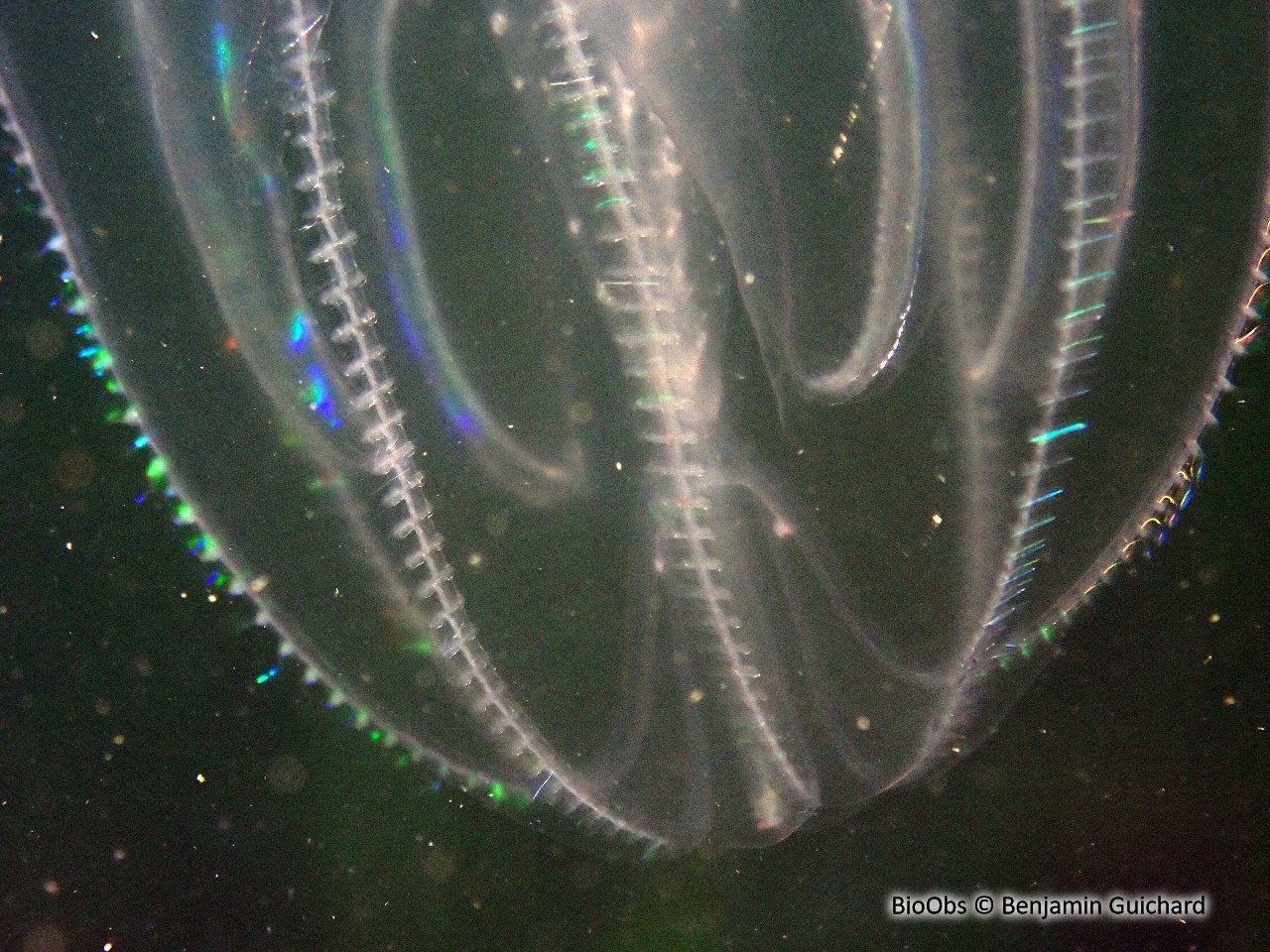 Mnemiopsis - Mnemiopsis leidyi - Benjamin Guichard - BioObs