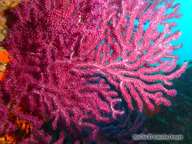 Gorgone pourpre - Paramuricea clavata - Isabelle Drouet - BioObs