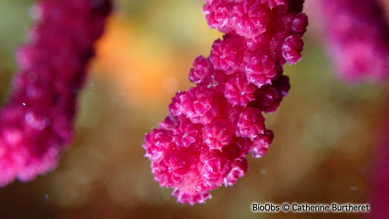Gorgone pourpre - Paramuricea clavata - Catherine Burtheret - BioObs