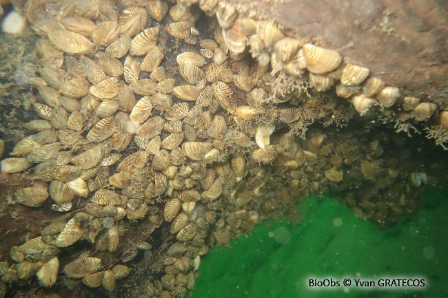 Moule zébrée - Dreissena polymorpha - Yvan GRATECOS - BioObs