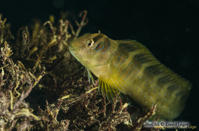 Blennie paon - Salaria pavo - David Léger - BioObs