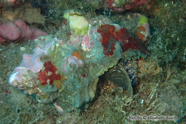Rocher fascié - Hexaplex trunculus - elisabeth dusch - BioObs