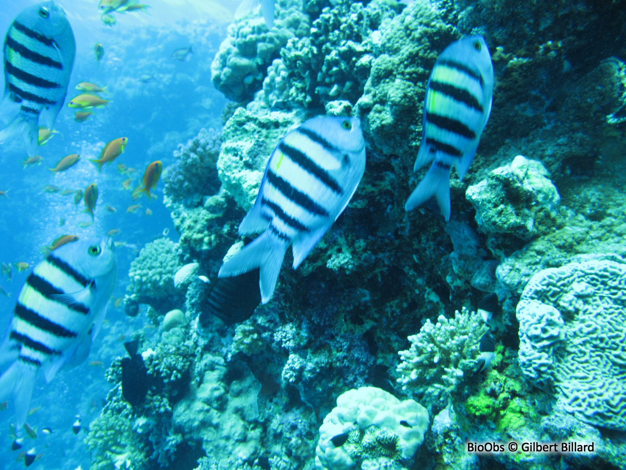 Poisson-bagnard - Abudefduf vaigiensis - Gilbert Billard - BioObs