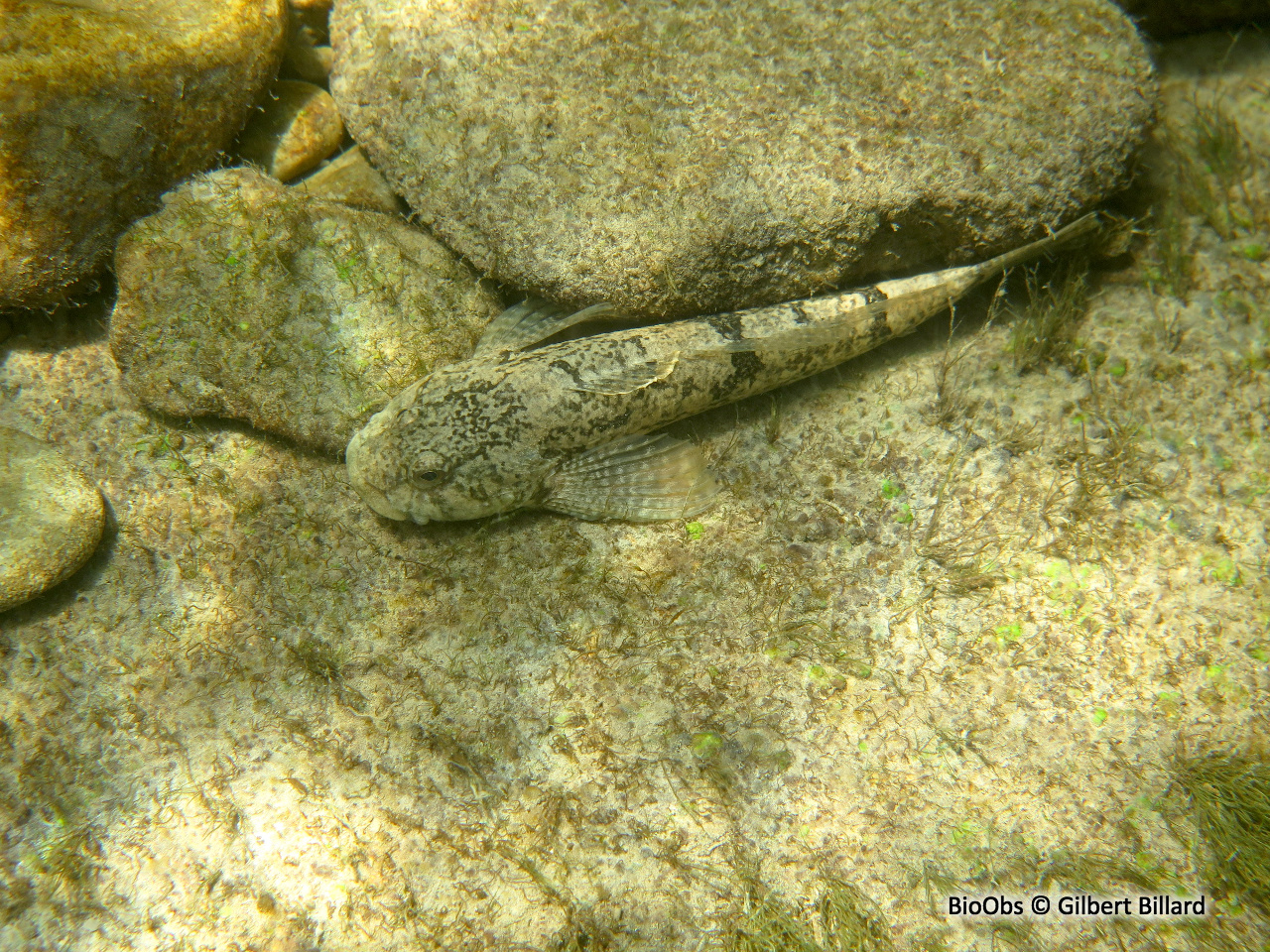 Chabot commun - Cottus gobio