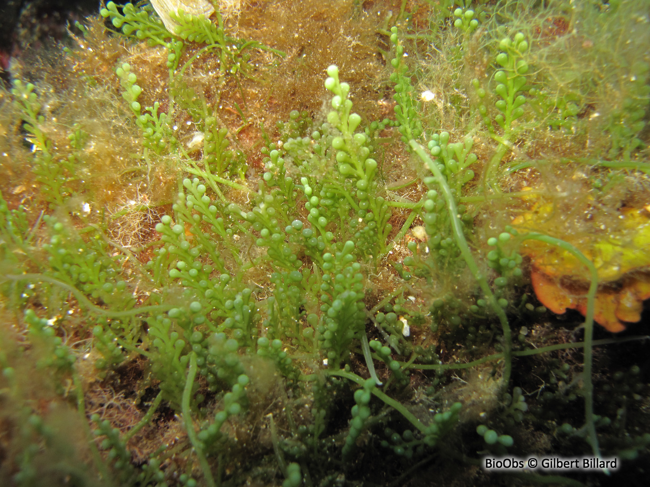 Caulerpe cylindracée - Caulerpa cylindracea - Gilbert Billard - BioObs
