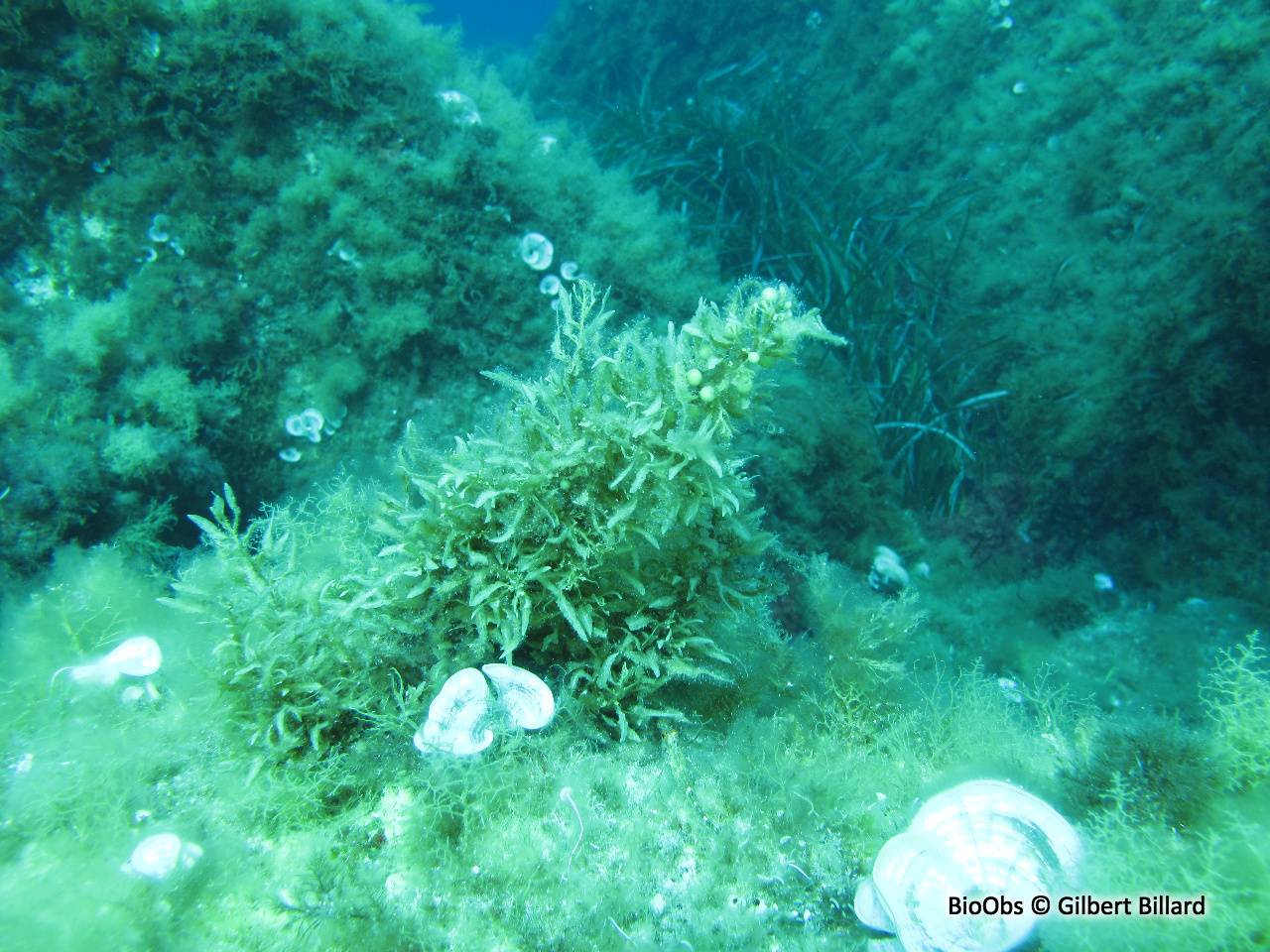 Sargasse commune - Sargassum vulgare - Gilbert Billard - BioObs