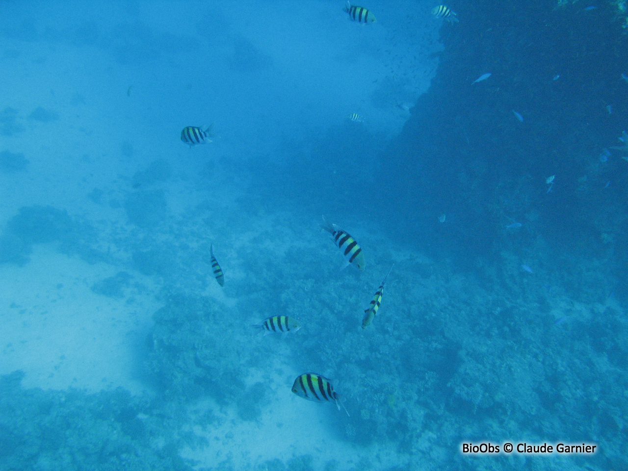 Poisson-bagnard - Abudefduf vaigiensis - Claude Garnier - BioObs