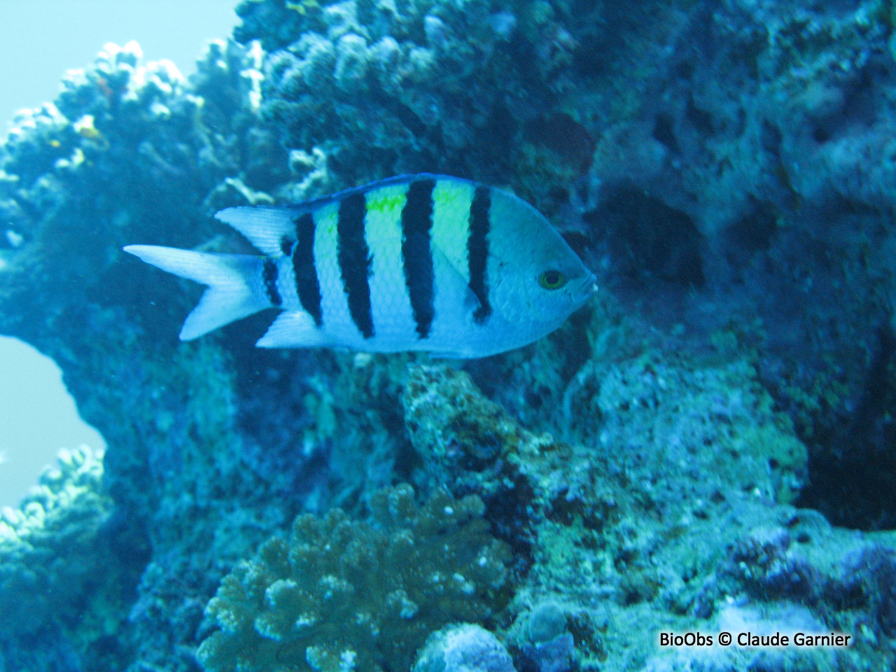 Poisson-bagnard - Abudefduf vaigiensis - Claude Garnier - BioObs