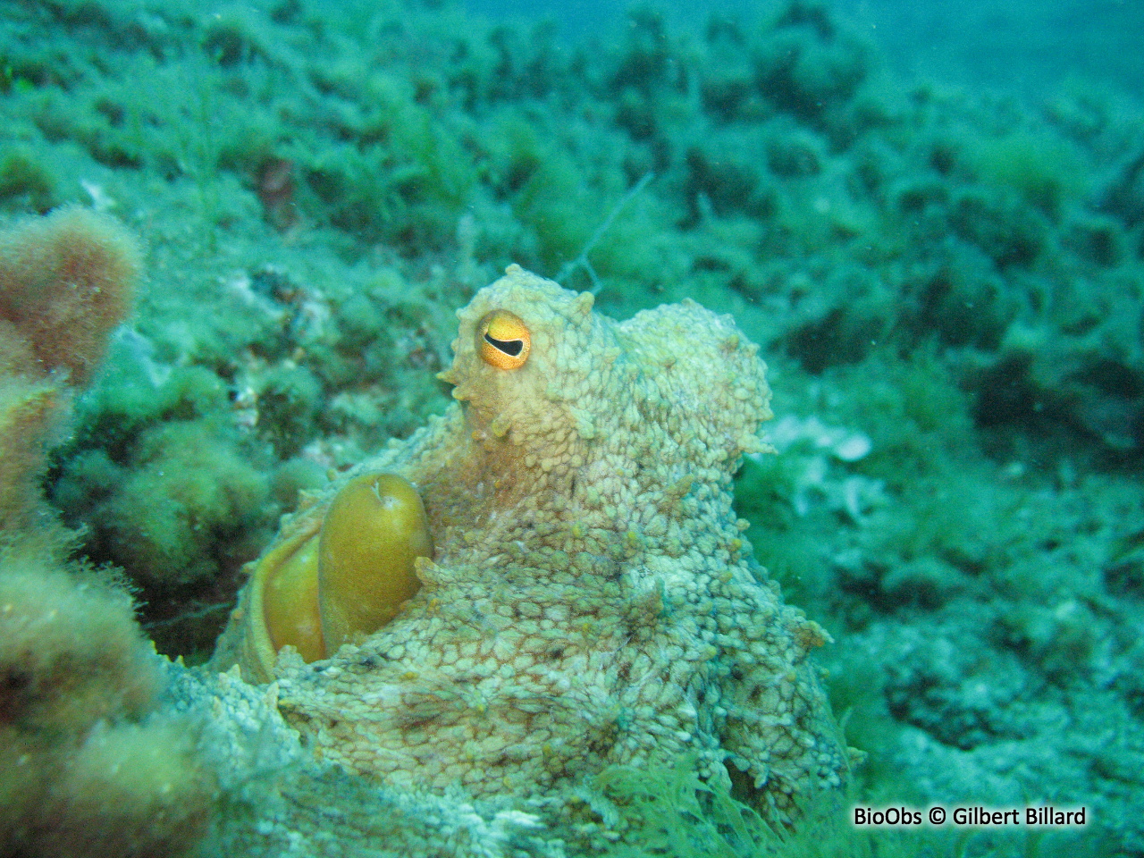 Poulpe commun - Octopus vulgaris - Gilbert Billard - BioObs