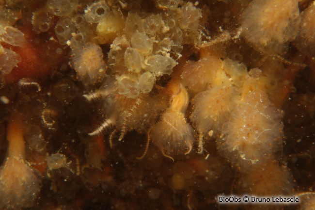 Pérophore japonaise - Perophora japonica - Bruno Lebascle - BioObs