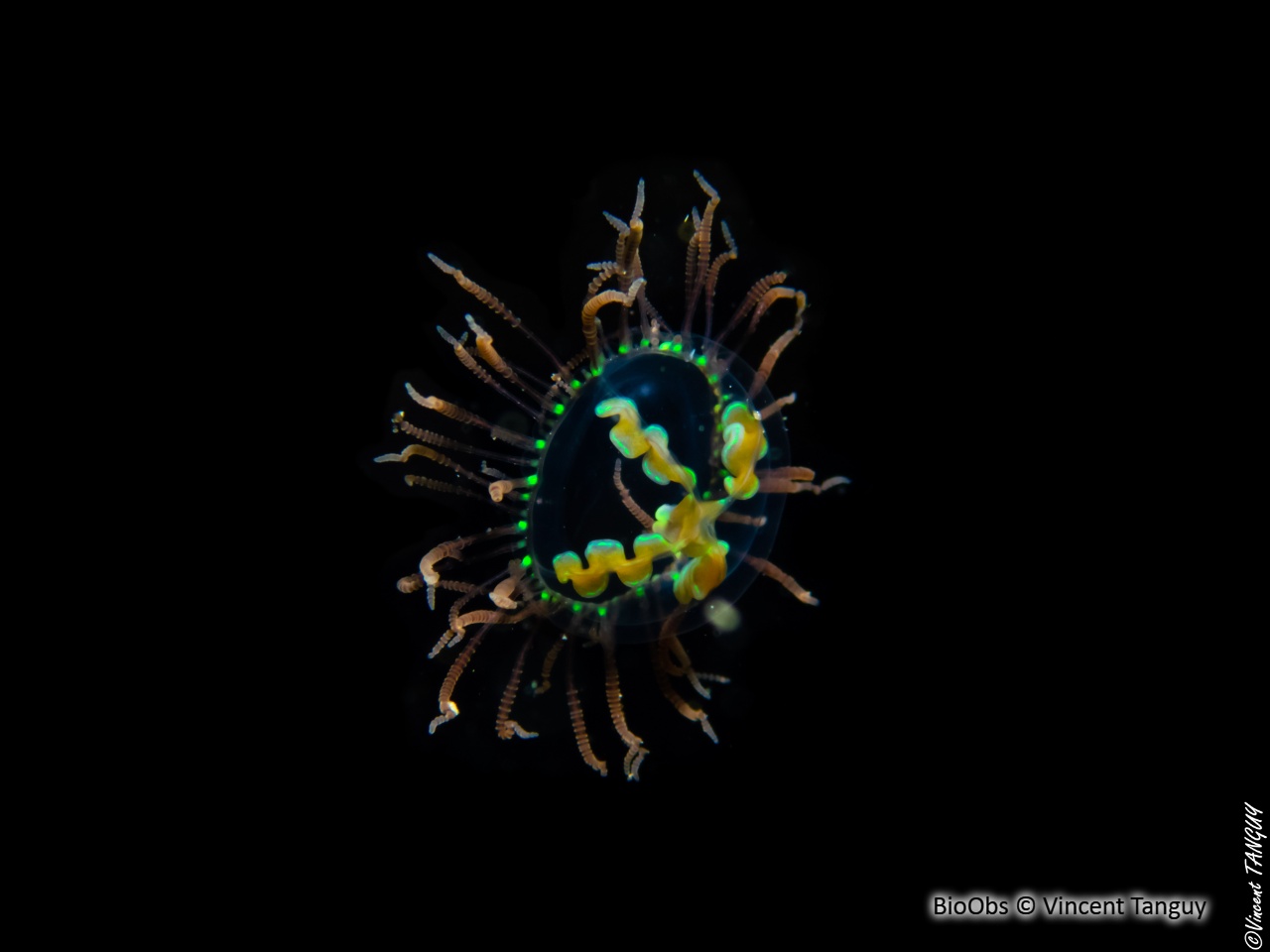 Méduse adhésive - Gonionemus vertens - Vincent Tanguy - BioObs