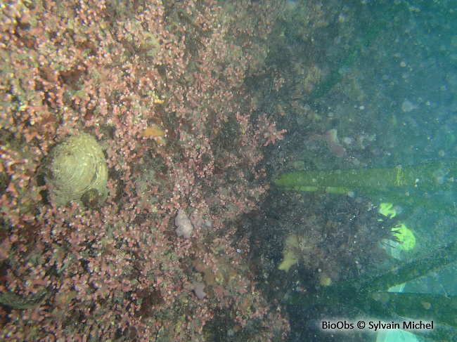 Clam commun - Mercenaria mercenaria - Sylvain Michel - BioObs