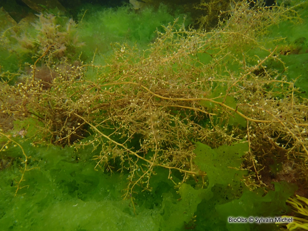 Sargasse japonaise - Sargassum muticum - Sylvain Michel - BioObs
