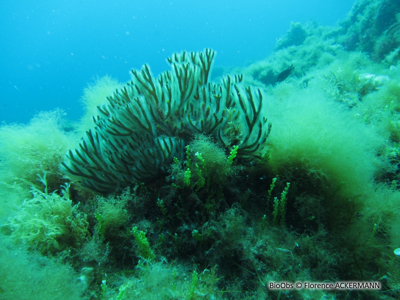 Codium fragile - Codium fragile - Florence ACKERMANN - BioObs