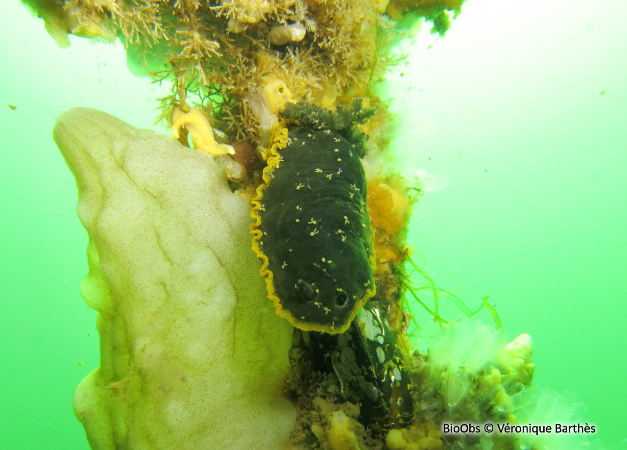 Bunny orange - Doridicola agilis - Véronique Barthès - BioObs