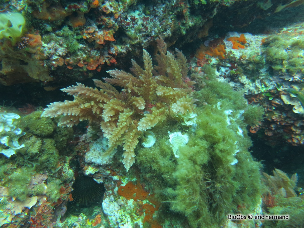 Algue chevelue rouge - Asparagopsis taxiformis - eric hermand - BioObs