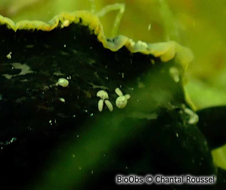 Bunny orange - Doridicola agilis Bunny orange - Doridicola agilis