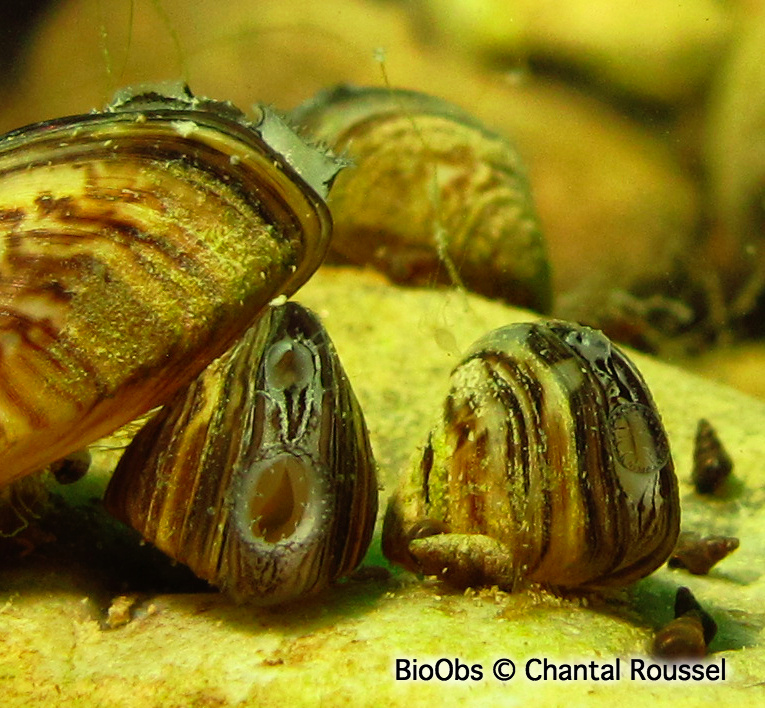 Moule zébrée - Dreissena polymorpha - Chantal Roussel - BioObs