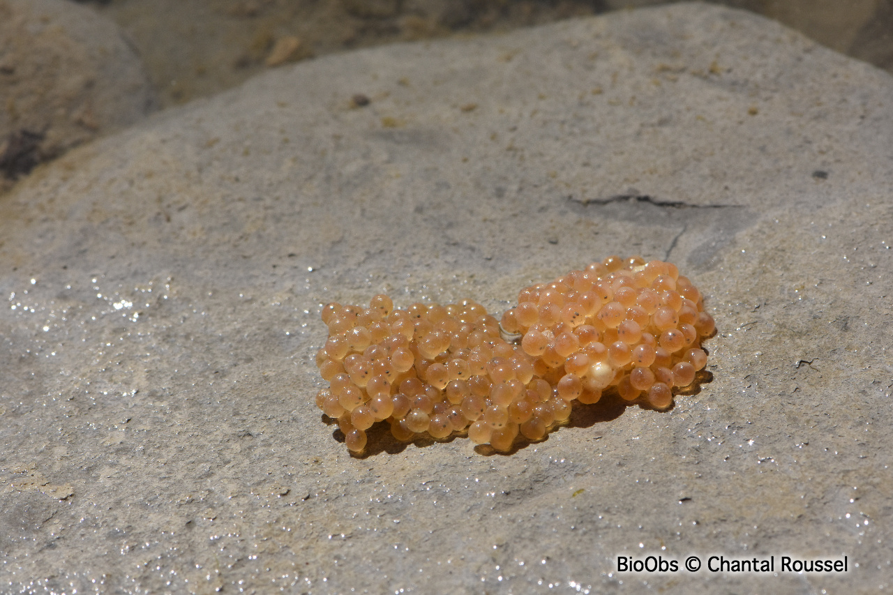 Chabot commun ponte - Cottus Chabot commun ponte - Cottus