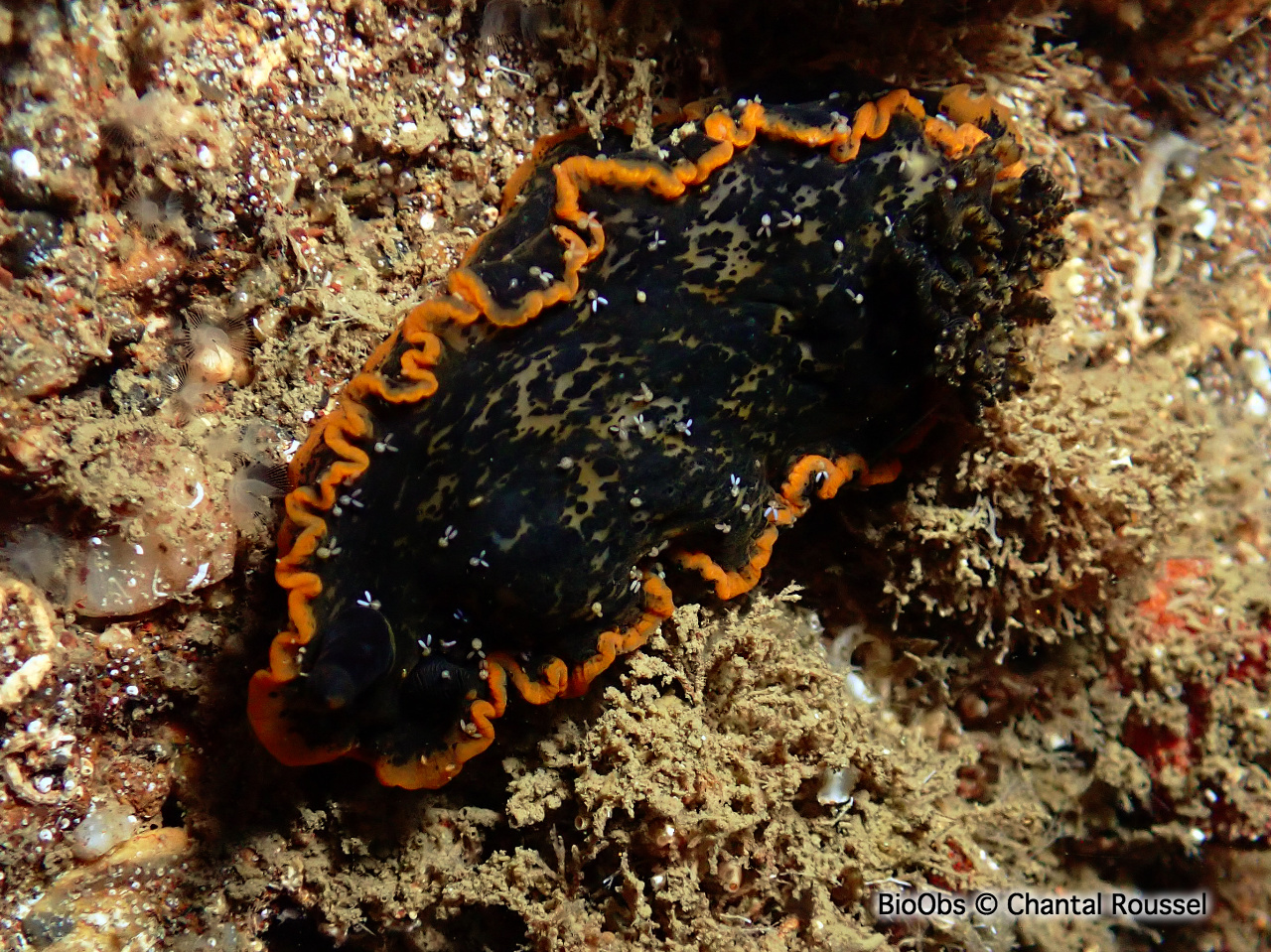 Bunny orange - Doridicola agilis - Chantal Roussel - BioObs