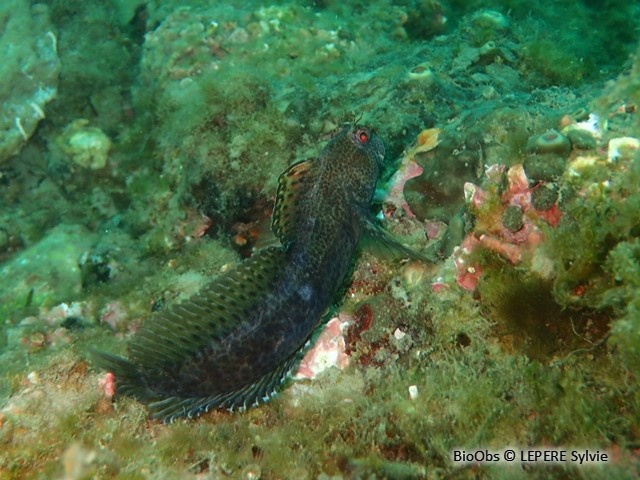 Blennie pilicorne - Parablennius pilicornis - LEPERE Sylvie - BioObs