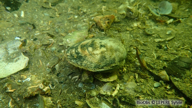 Palourde croisée japonaise - Ruditapes sp. - LEPERE Sylvie - BioObs