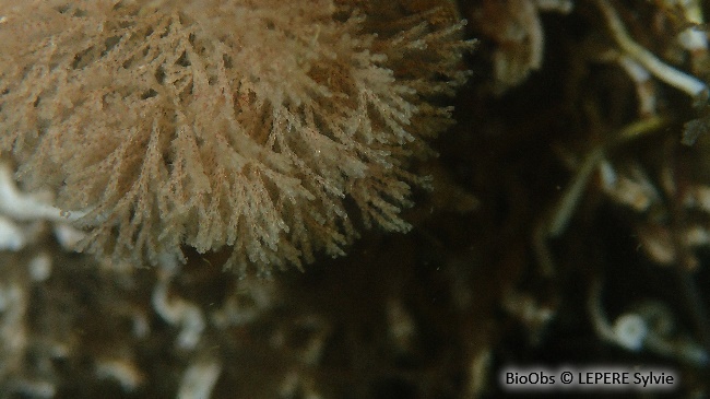 Bugule à stolon - Bugulina stolonifera - LEPERE Sylvie - BioObs