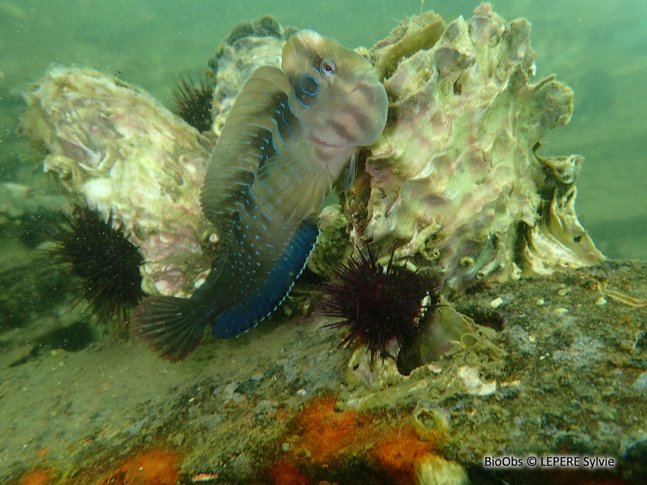 Blennie paon - Salaria pavo - LEPERE Sylvie - BioObs